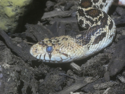 Stierslang - De Zonnegloed - Dierenpark - Dieren opvangcentrum - Sanctuary